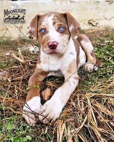 Louisianański pies leopardzi Catahoula - 4