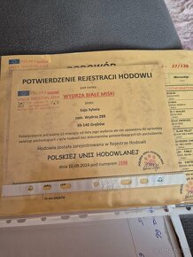 Owczarki podhalańskie suczek 5 i 2 pieski z rodowodem - 4