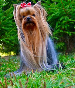 Yorkshire Terrier s PP (FCI) - 4