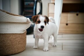 Sunia Jack Russell Terrier - 4