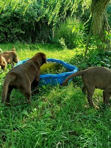 Szczeniaki labrador retriever rodowodowe - 4