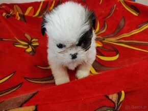 Trzy pieski mieszanka (pekińczyk -shih tzu) - 4