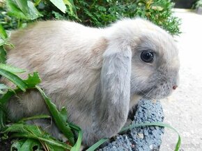 Beżowy królik mini lop samczyk - 4