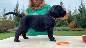 Flat coated retriever štěňata s PP - 4