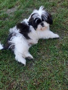 Szczeniak shih tzu 4 miesięczny samiec - 4