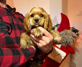 Cavapoo pudel kavalier - 4