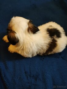 Piesek  mieszanka ( pekińczyk -shih tzu) - 4