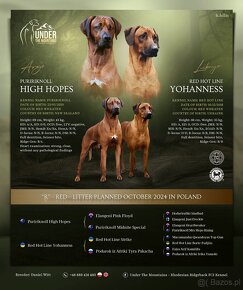 Rhodesian Ridgeback - szczenięta FCI, 8 tygodni - 4