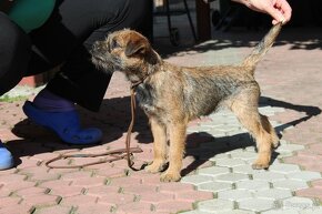 Border Terrier szczenięta rodowodowe - 4