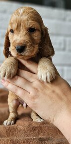 Cocker Spaniel Angielski - 4