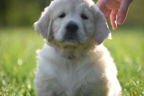 golden retriever - 4