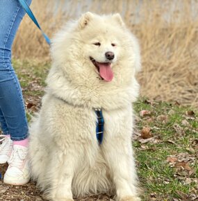 Szczeniaczki rasy samoyed samojed - 4