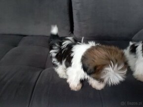 Szczeniaki shih tzu - 4