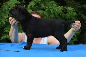 Labrador retriever čierny - 4