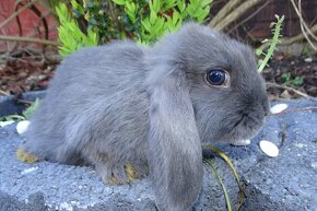 Cudowne samiczki mini lop niebieskie - 4