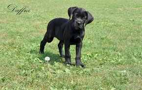 Cane Corso szczenięta FCI pedigree - 4