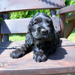 Cocer Spaniel Angielski - 4