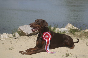 Doberman szczenięta z wyjątkowego skojarzenia ZKwP/FCI - 4