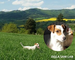 Jack Russell Terrier piesek - 4