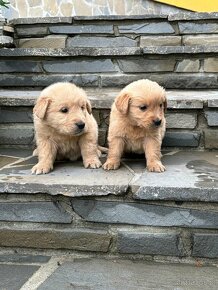 Szczenięta Golden Retriver - 4