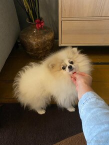 Beautiful Female Pomeranian FCI - 4