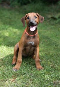 rhodesian ridgeback suczka - 4