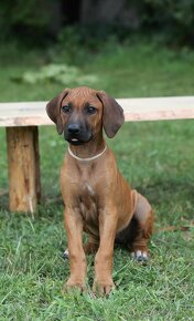 rhodesian ridgeback przepiekna suczka - 4