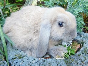 Samczyk beżowy mini lop - 4