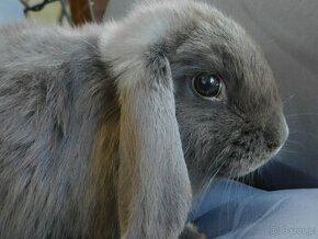 Niebieskie baranki mini lop samiczki - 4