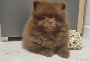 Szpic pomeranian - 4