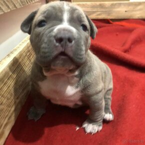 American bully - 4