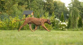 Piękne Rhodesian ridgeback - 4