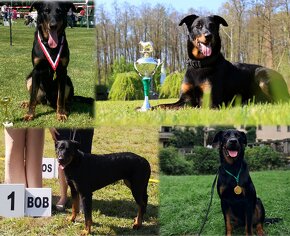 Beauceron - szczenięta FCI - 4