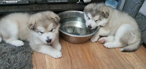 Alaskan malamute - 4