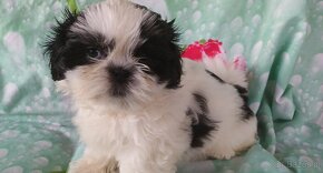 Shih Tzu - 4