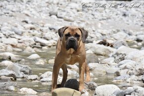 Cane Corso szczenięta FCI pedigree - 4