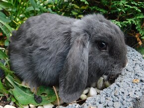 Niebieskie baranki mini lop - 4