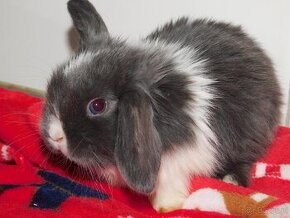 Cudowne baranki mini lop - 5