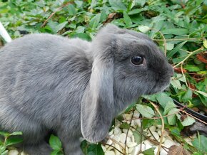 Niebieskie baranki mini lop - 5