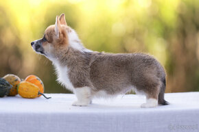 Welsh corgi pembroke - 5