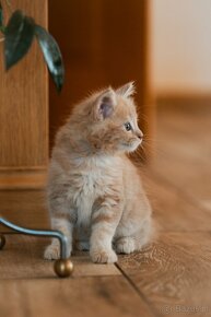 Rudy Kocur Maine coon - 5