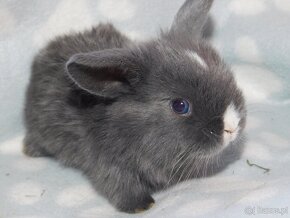 Niebieskie baranki mini lop - 5