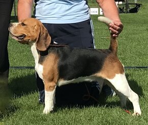 Beagle / Bigle - szczenięta po championie ZKwP/FCI (pieski) - 5