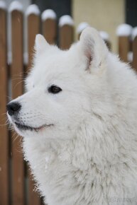 Szczenięta samoyed / samojed rasowe FCI ZKWP - 5