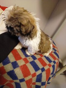 Sprzedam shih tzu pies - 5