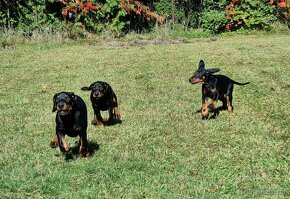 Szczenięta pinczera dobermana z rodowodem - 5