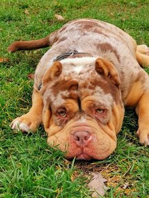 American Bully - 5