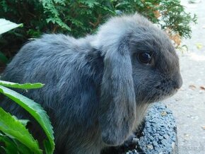 Cudowne baranki mini lop - 5