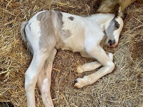 Irish Cob - Luksusowy ogier - 5