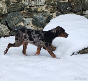 Louisiana Leopard,  Catahoula - 5